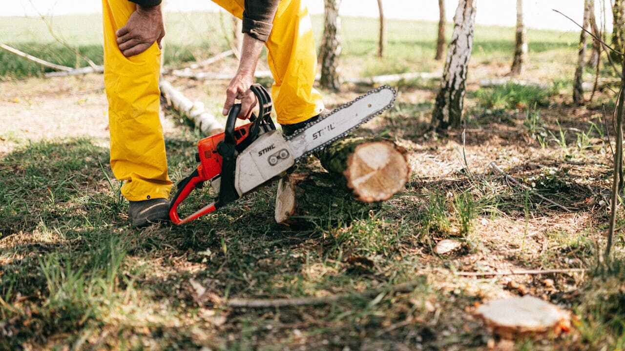 Trusted Edwardsville, PA Tree Service Experts